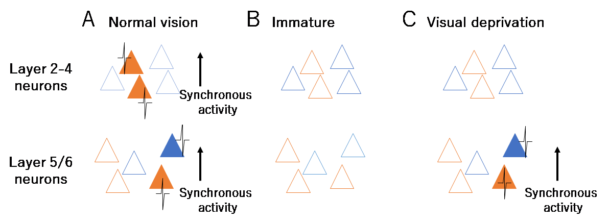 大脳皮質視覚野の神経細胞の同期的活動が発達するメカニズムを解明